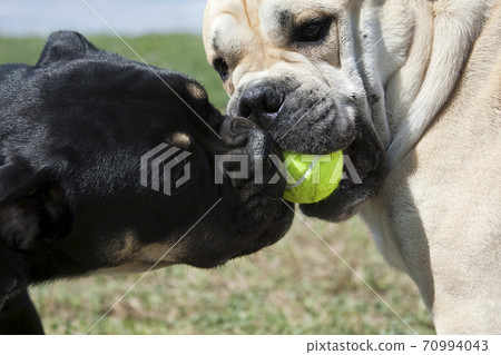 Two cadebo dogs share a ball 70994043