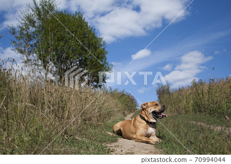ginger cadebo dog in the summer, lies in nature 70994044