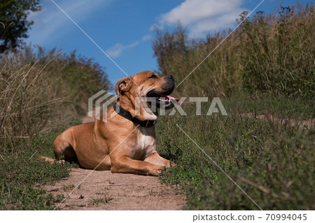 red dog cadebo in summer, lies red dog cadebo in summer, lies 70994045