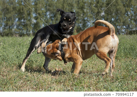 Two cadebo dogs fight and play in the field in summer Two cadebo dogs fight and play in the field in summer 70994117