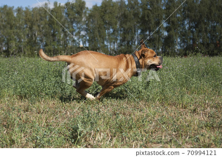 Cadebo dog racing in the summer on nature 70994121