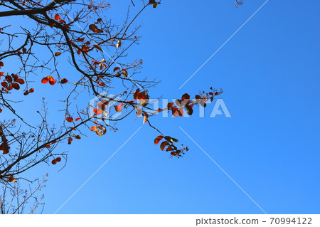 Bongo tree 70994122
