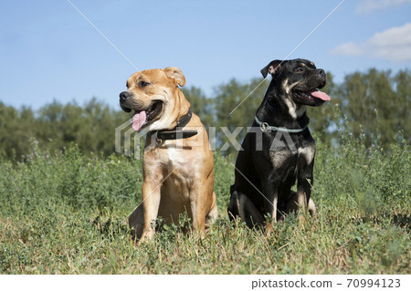 Two dogs of the breed Cadebo are sitting on the grass in the summer in the field 70994123