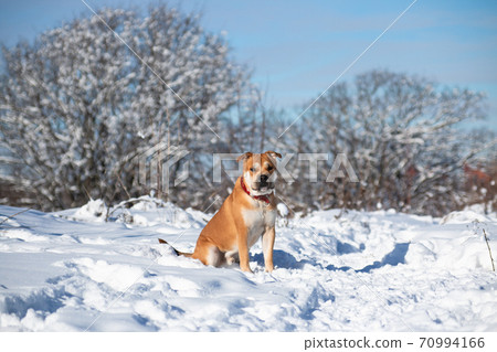 Cadebo dog sitting in the snow in a winter park 70994166