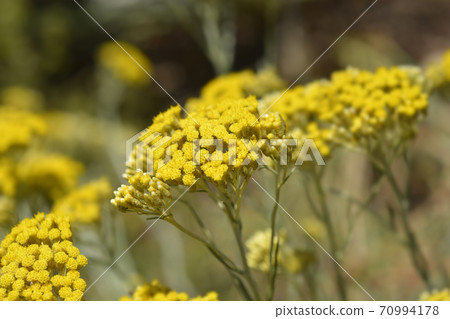 Italian everlasting flowers Italian everlasting flowers 70994178