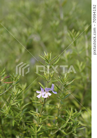 Coastal rosemary Coastal rosemary 70994192