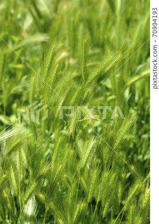 Wall barley 70994193