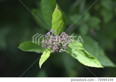 Spirea Anthony Waterer Spirea Anthony Waterer 70994194