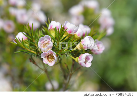 Geraldton wax flower Geraldton wax flower 70994195