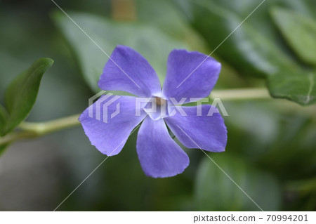 Lesser Periwinkle 70994201
