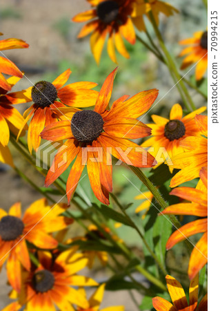 Tetra Gloriosa Daisy Tetra Gloriosa Daisy 70994215