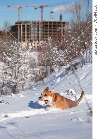 Cadebo dog in the snow plays with a ball Cadebo dog in the snow plays with a ball 70994216