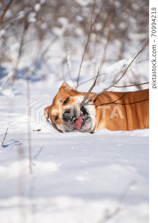 Cadebo dog on a winter walk and nibbles a branch Cadebo dog on a winter walk and nibbles a branch 70994218