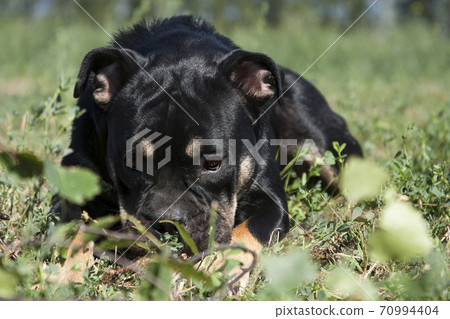Lying cadebo dog with his nose in the grass 70994404