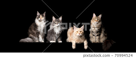 group of 4 different maine coon cats side by side 70994524