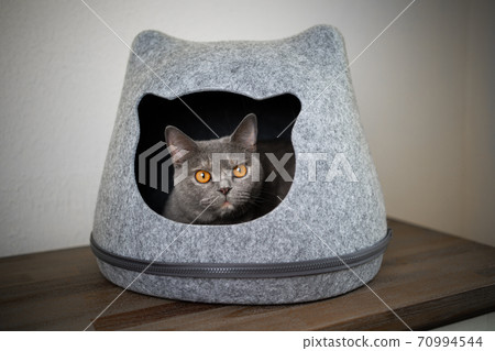 british shorthair cat resting inside of pet cave british shorthair cat resting inside of pet cave 70994544
