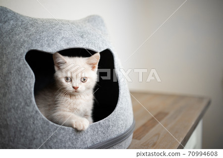 cute kitten inside of pet cave looking out cute kitten inside of pet cave looking out 70994608
