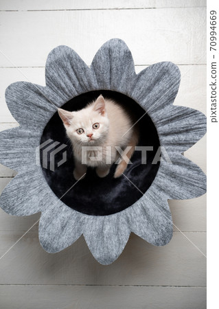 cute british shorthair kitten in flower pet bed cute british shorthair kitten in flower pet bed 70994669