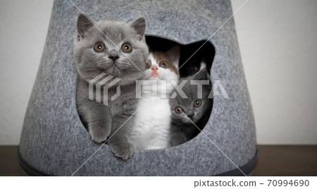 curious group of kittens together in pet cave curious group of kittens together in pet cave 70994690