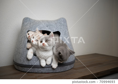 cute playful british shorthair kittens in overcrowded pet cave cute playful british shorthair kittens in overcrowded pet cave 70994693