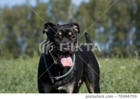 Dog breed Cadebo, black and tan in summer Dog breed Cadebo, black and tan in summer 70994709