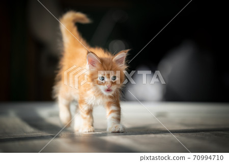 ginger maine coon kitten walking making funny face ginger maine coon kitten walking making funny face 70994710