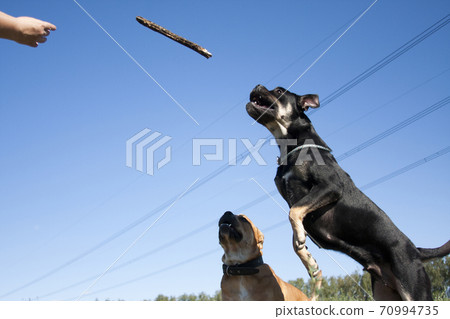 Two Cadebo Dogs Play Catching a Stick 70994735