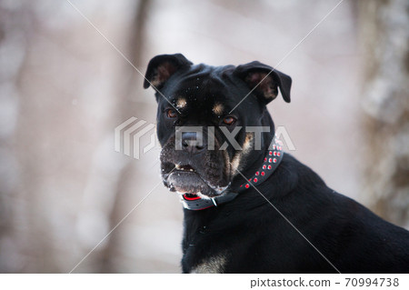 The dog of the Cadebo breed, black and tan in winter, opened its mouth 70994738
