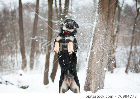 Cadebo dog frolic in winter in the snow 70994778