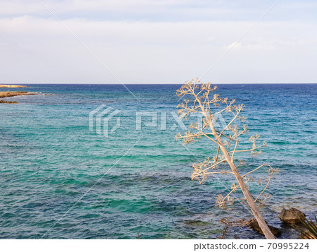 Dry branched plant set against a background of blue sea in Protaras, Cyprus. Dry branched plant set against a background of blue sea in Protaras, Cyprus. 70995224