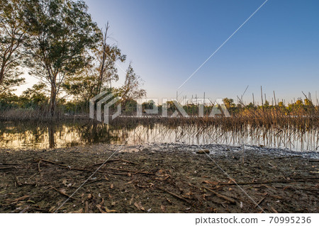 Athalassa Lake, Cyprus with cane and branch water reflections on a beautiful sunny afternoon 70995236