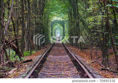 Trees tunnel 70995316