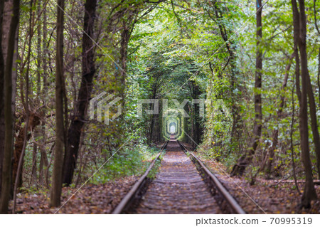 Trees tunnel Trees tunnel 70995319