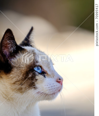 portrait of cat looking up with blue eyes 70995417