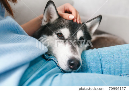 Cute gray husky dog sleeping on knees at home 70996157