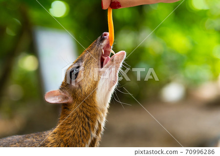 Kanchil is an amazing cute baby deer from the tropics. The mouse deer is one of the most unusual animals. Cloven-hoofed mouse 70996286