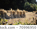 Autumn harvest rice 70996950