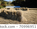 Autumn harvest rice 70996951