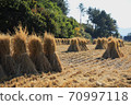 Rice harvesting, harvesting grain in the fall 70997118
