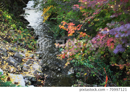 水流過楓葉 70997121