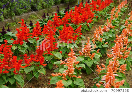 Salvia splendens Salvia splendens 70997368