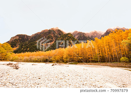 Autumn leaves of Kamikochi larch forest 70997879
