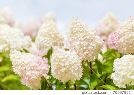 Multi Colored White and Pink Hydrangea Bush With Blooms soft focus Multi Colored White and Pink Hydrangea Bush With Blooms soft focus 70997995