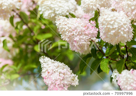 Multi Colored White and Pink Hydrangea Bush With Blooms soft focus Multi Colored White and Pink Hydrangea Bush With Blooms soft focus 70997996