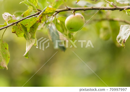 Apple tree. Agriculture, leaf with soft focus and blurred background 70997997