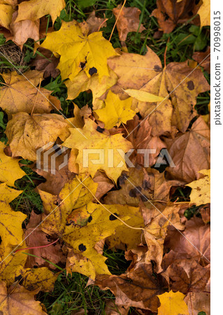 Yellow and orange autumn leaves in fall park. Yellow and orange autumn leaves in fall park. 70998015
