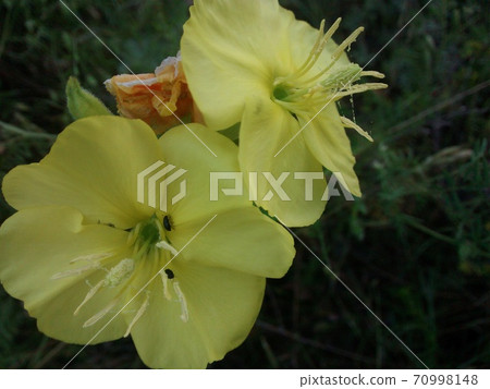 Oenothera biennis. Yellow blooming flowers. Weedy evening primrose. 70998148