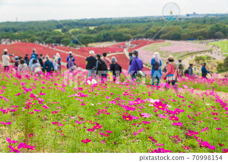 [俯瞰Miharashinooka的Kokia和Cosmos] 70998154