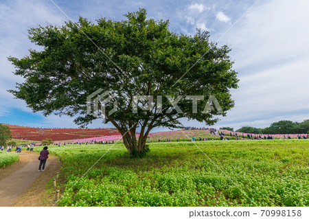 [蕎麥花，波斯菊和科基亞三倍] 70998158