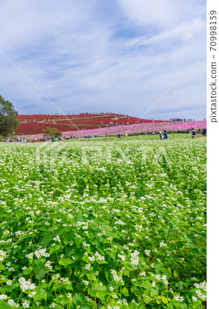 [蕎麥花，波斯菊和科基亞三倍] 70998159